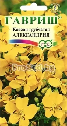 Кассия трубчатая Александрия