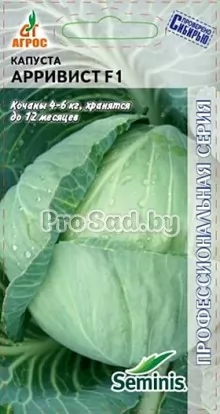 Капуста белокочанная F1 Арривист (Голландия)