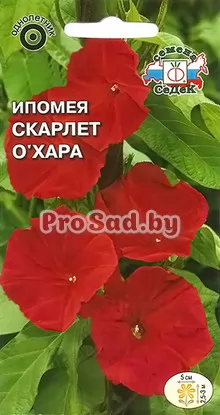 Ипомея Скарлет О'Хара