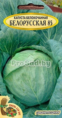 Капуста белокочанная Белорусская 85