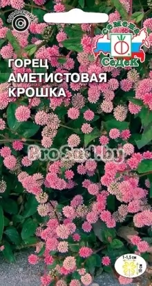 Горец Аметистовая крошка