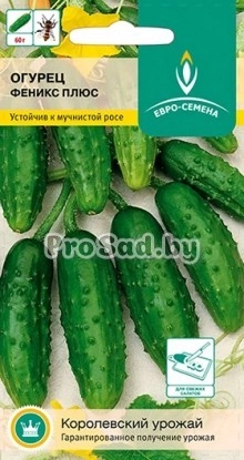 Огурец Феникс Плюс