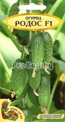 Огурец F1 Родос (Польша)