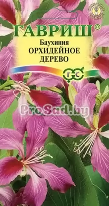 Баухиния пурпурная Орхидейное дерево