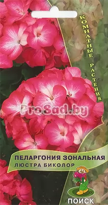 Пеларгония зональная Люстра биколор