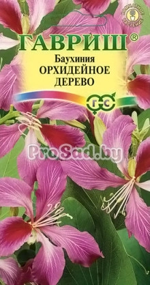 Баухиния пурпурная Орхидейное дерево