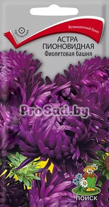Астра пионовидная Фиолетовая башня
