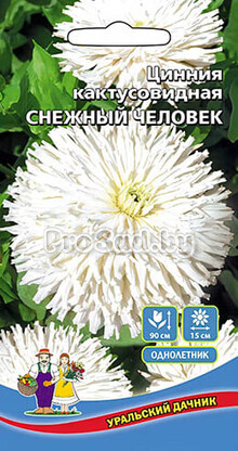 Цинния кактусовидная Снежный человек