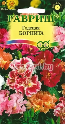 Годеция Борнита (смесь низкорослых сортов)