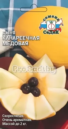Дыня Канареечная медовая