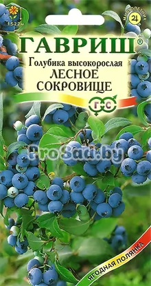 Голубика высокорослая Лесное сокровище
