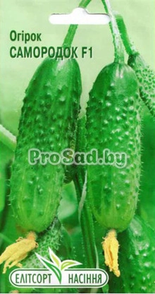 Огурец F1 Самородок