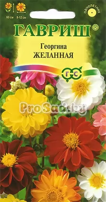 Георгина Желанная, смесь