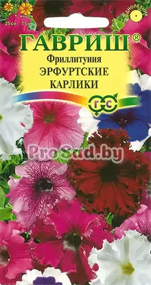 Петуния (Фриллитуния) Эрфуртские карлики, смесь