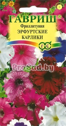 Петуния (Фриллитуния) Эрфуртские карлики, смесь