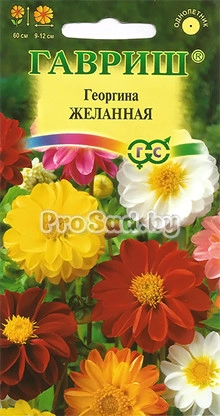 Георгина Желанная, смесь