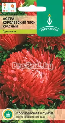 Астра Королевский Пион красный