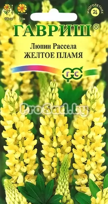 Люпин Рассела Жёлтое пламя