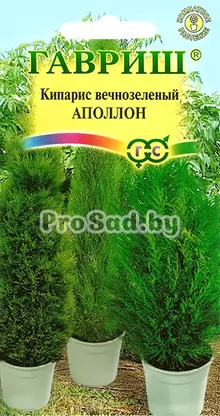 Кипарис вечнозелёный Аполлон