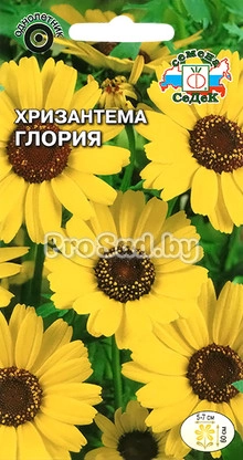 Хризантема посевная Глория