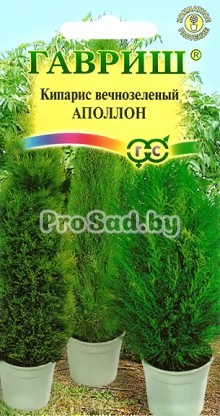 Кипарис вечнозелёный Аполлон