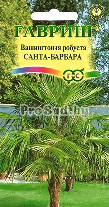 Вашингтония робуста Санта-Барбара