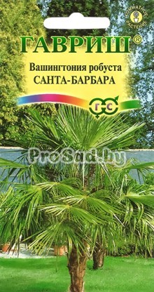 Вашингтония робуста Санта-Барбара