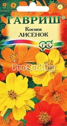 Космея Лисёнок