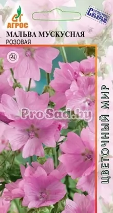 Мальва мускусная Розовая