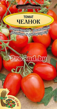 Томат Челнок (Польша)