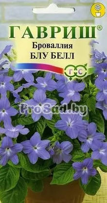 Броваллия Блу Белл