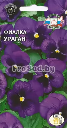 Фиалка Швейцарский гигант Ураган