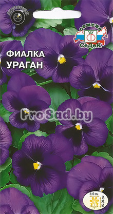 Фиалка Швейцарский гигант Ураган