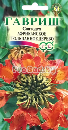 Спатодея Африканское тюльпановое дерево