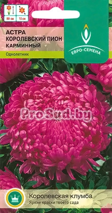 Астра Королевский Пион карминный