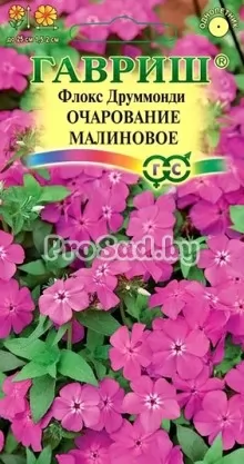 Флокс друммонда Очарование малиновое