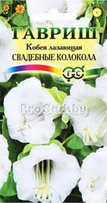 Кобея лазающая Свадебные колокола