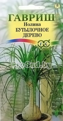 Нолина (Бокарнея) Бутылочное дерево