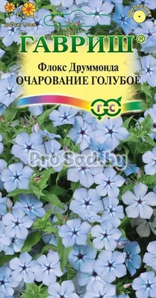 Флокс друммонда Очарование голубое