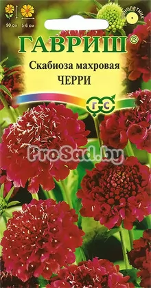 Скабиоза махровая Черри