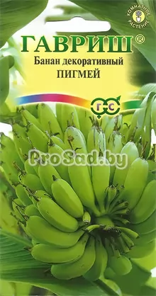 Банан декоративный Пигмей