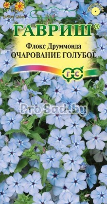 Флокс друммонда Очарование голубое