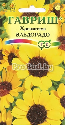 Хризантема Эльдорадо