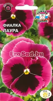 Фиалка Швейцарский гигант Лаура