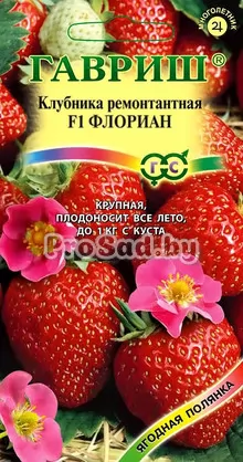Клубника ремонтантная F1 Флориан (Голландия)