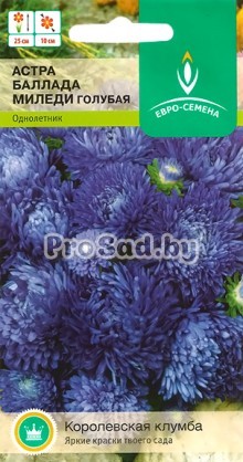 Астра Баллада Миледи голубая
