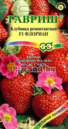 Клубника ремонтантная F1 Флориан (Голландия)