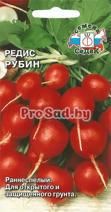 Редис Рубин