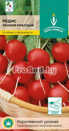 Редис ранний Красный