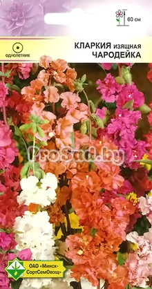 Кларкия изящная Чародейка